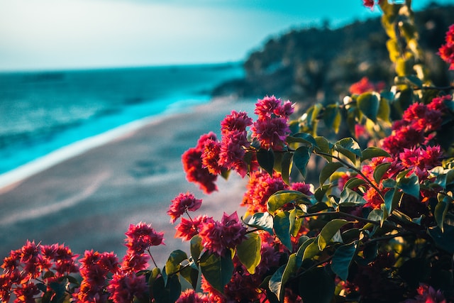 海辺の赤い花